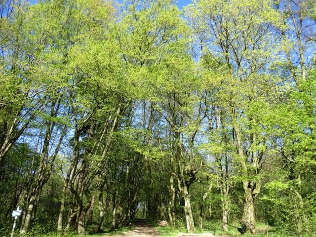 WYBRANO WYKONAWCĘ REWITALIZACJI ZABYTKOWEGO PARKU W DURĄGU 13 DSC06039 e1567182461912