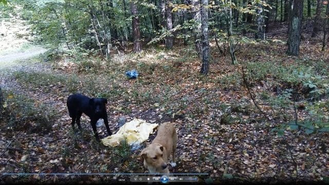 GMINA ŁUKTA: KTOŚ PORZUCIŁ ZAWIĄZANE W WORKACH 2 PSY. POMÓŻMY ZNALEŹĆ SPRAWCĘ! 4 69359359 2470171416595464 7426048834750382080 N