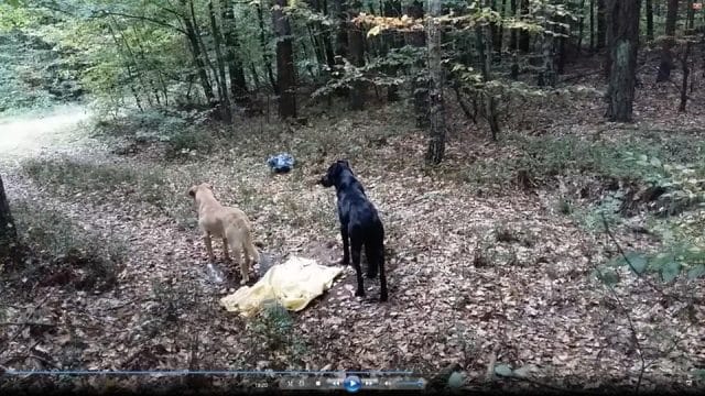 GMINA ŁUKTA: KTOŚ PORZUCIŁ ZAWIĄZANE W WORKACH 2 PSY. POMÓŻMY ZNALEŹĆ SPRAWCĘ! 3 69682996 2470171906595415 8131602530011447296 N