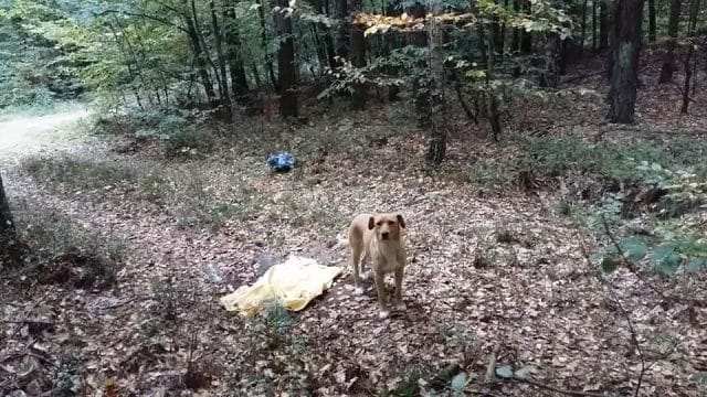 GMINA ŁUKTA: KTOŚ PORZUCIŁ ZAWIĄZANE W WORKACH 2 PSY. POMÓŻMY ZNALEŹĆ SPRAWCĘ! 2 70205736 2470171146595491 1625215925454110720 N