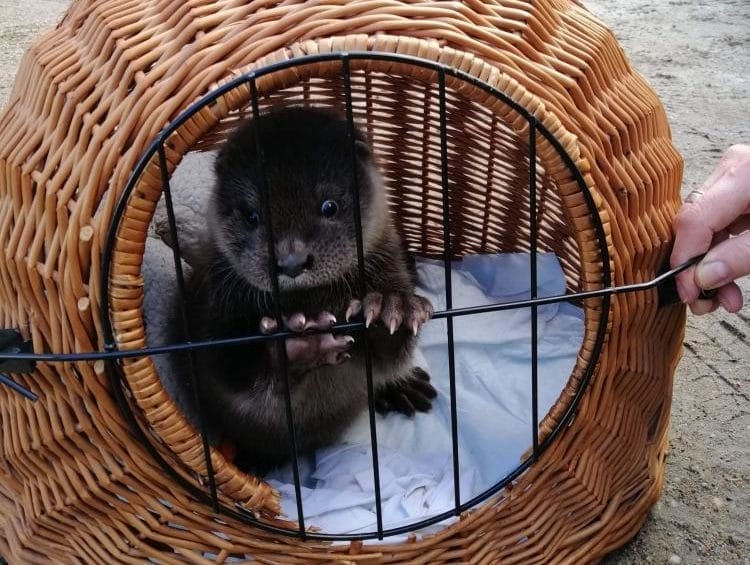 Article 3 E1570602511243