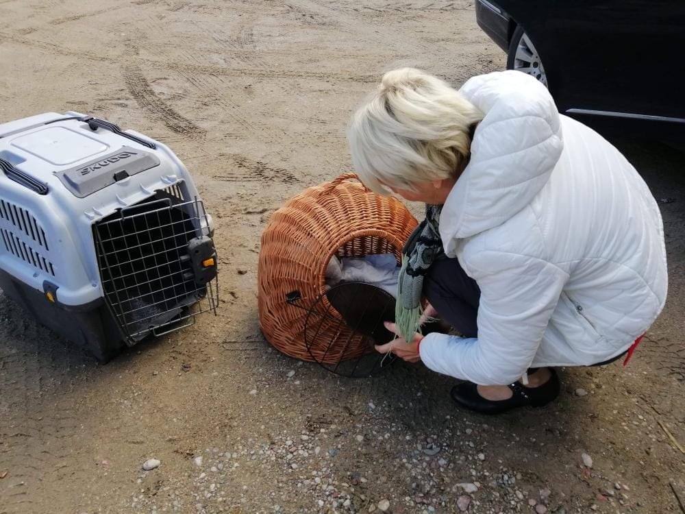 MŁODA WYDRA KOLEJNYM PACJENTEM OŚRODKA W NAPROMKU 3 Article 5