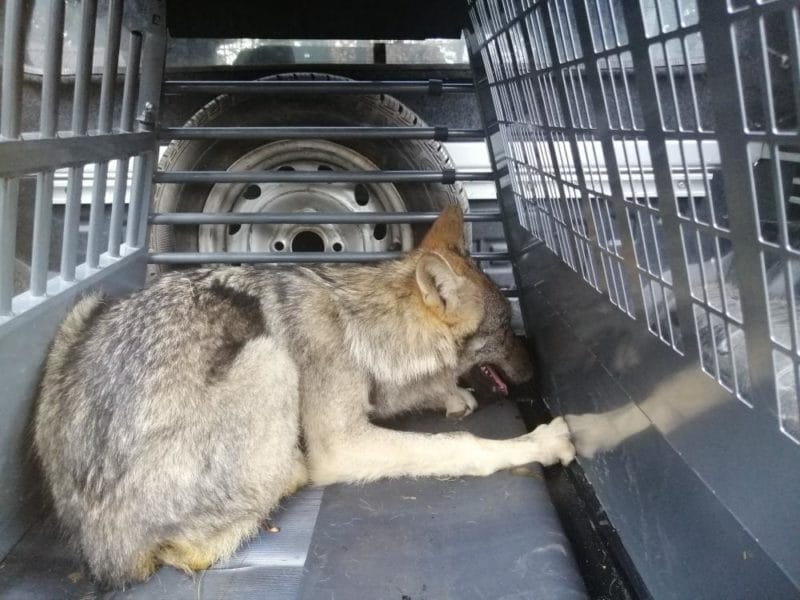 KOLEJNY WILCZY PACJENT TRAFIŁ DO OŚRODKA LECZENIA ZWIERZĄT W NAPROMKU 16 article e1571211110764