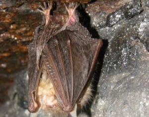 REGION: NIETOPERZE W WILCZYM SZAŃCU 19 Article 9 E1573224029695