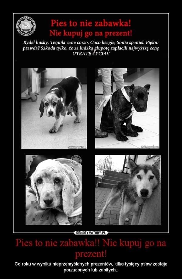 PIES CZY KOT TO NIE ZABAWKA - NIE KUPUJ GO NA PREZENT! 2 78842595 429971787955035 6358670425706201088 N