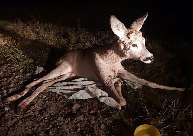 HISTORIA KOZIOŁKA Z POŁAMANYMI NOGAMI – NIE BĄDŹMY OBOJĘTNI! (video+foto) 15 79368336 962771890789413 5729425384328396800 n 1