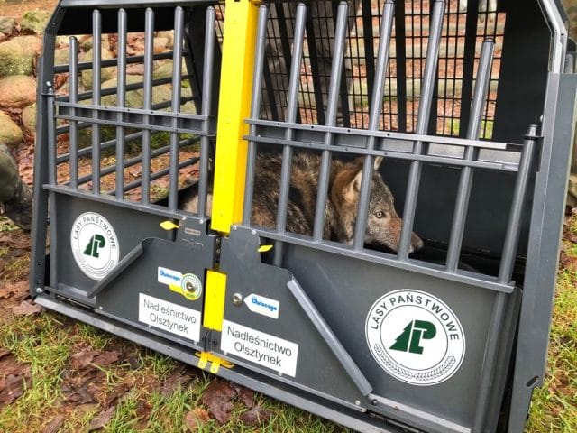 SZCZĘŚLIWY POWRÓT WILKÓW LECZONYCH W OŚRODKU W NAPROMKU DO DOMU 4 79764870 1305260706325277 1840617344326434816 O