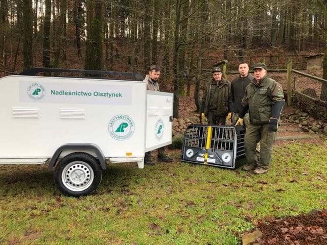 SZCZĘŚLIWY POWRÓT WILKÓW LECZONYCH W OŚRODKU W NAPROMKU DO DOMU 3 80304943 1305260532991961 5981913523679133696 O