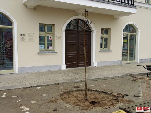 NOWE DRZEWKA NA PLACU TYSIĄCLECIA! 6 DSC04508