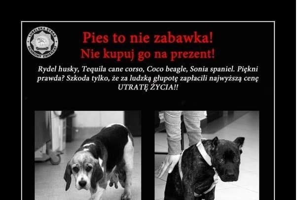 PIES CZY KOT TO NIE ZABAWKA - NIE KUPUJ GO NA PREZENT! 1 Pies To Nie Zabawka
