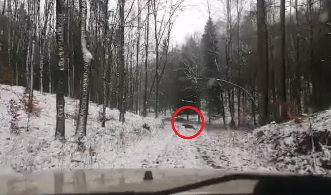 MUFLONY NA WZGÓRZACH DYLEWSKICH (VIDEO) 13 Muflon