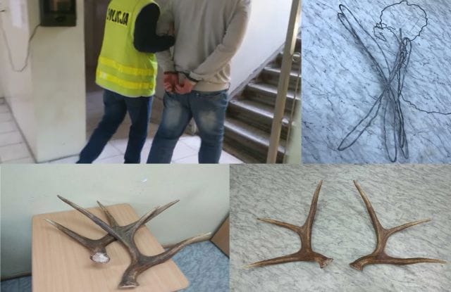 DLA POROŻA ZA POMOCĄ WNYKÓW ZABIŁ DWA ŁOSIE 17 wnyki