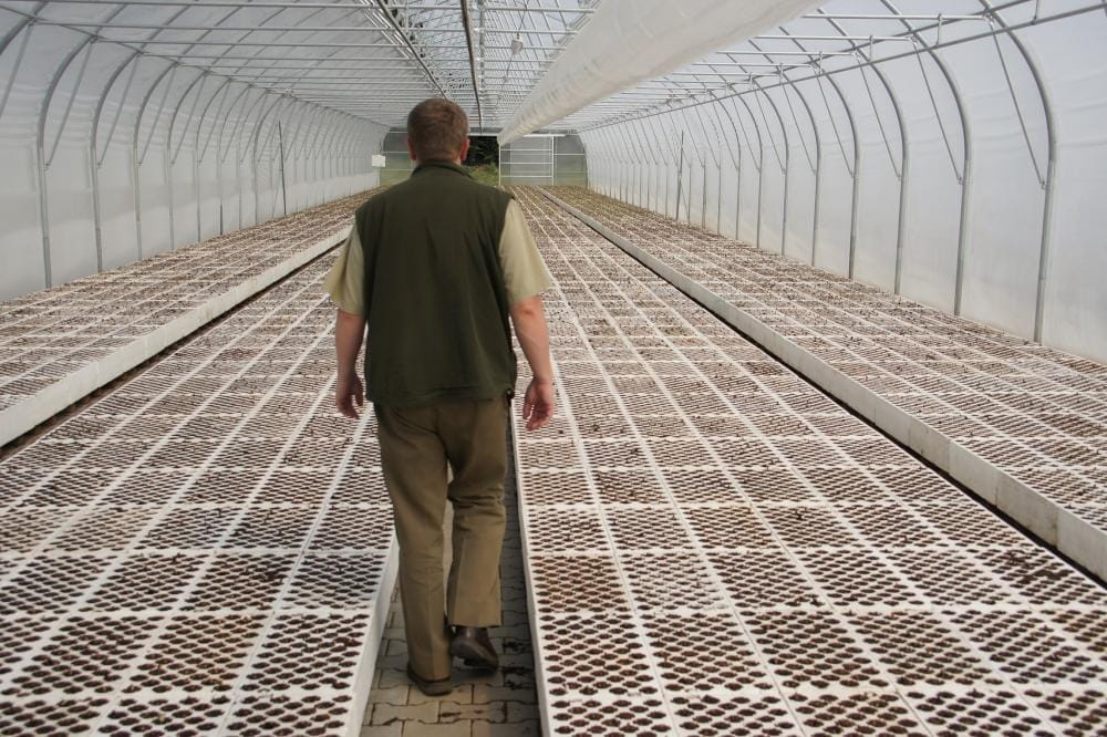 19 MILIONÓW DRZEW POSADZĄ TEJ WIOSNY LEŚNICY W NASZYM REGIONIE 2 Article 20