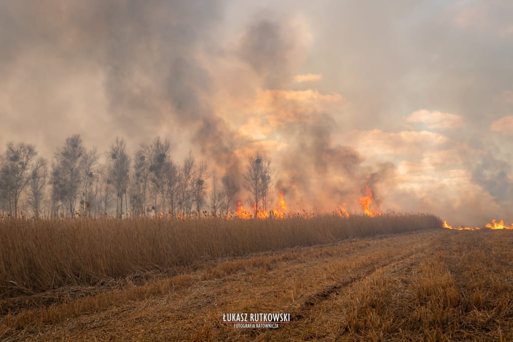 OSTRÓDZCY STRAŻACY WALCZĄ Z POŻAREM W BIEBRZAŃSKIM PARKU NARODOWYM 6 Img 7068