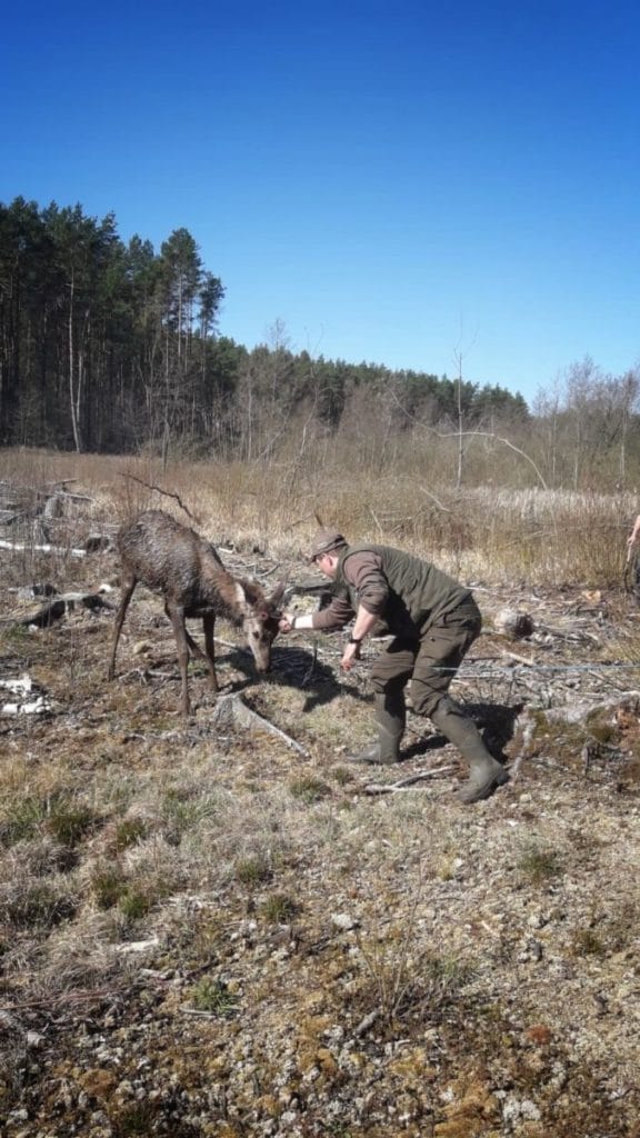 JELEŃ WPADŁ DO BAGNA. GDYBY NIE POMOC LEŚNIKÓW Z REGIONU, UTOPIŁBY SIĘ 2 Szymonmalewski