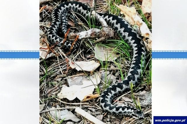 REGION: WYPROSILI NIEPROSZONEGO GOŚCIA, KTÓRY ZADOMOWIŁ SIĘ W KUCHNI 13 32 153889