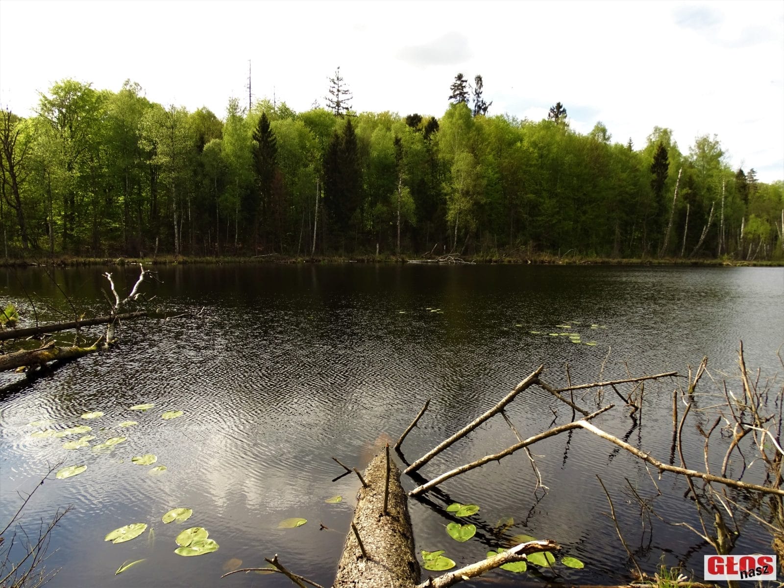 NIEZWYKŁE JEZIORO POŚRODKU LASU NA WZGÓRZACH DYLEWSKICH (Z FRANCUZAMI W TLE) 14 Dsc09353