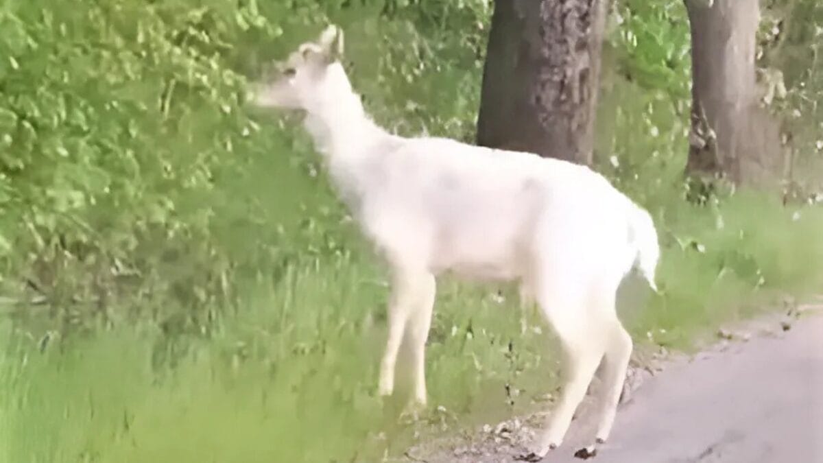 CO ZA SPOTKANIE! PIĘKNY DANIEL ALBINOS W GMINIE GRUNWALD! (VIDEO) 13 Daniel albinos