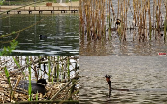 PERKOZY I ŁYSKI NA JEZIORZE SAJMINO (galeria zdjęć) 29 slijder 2