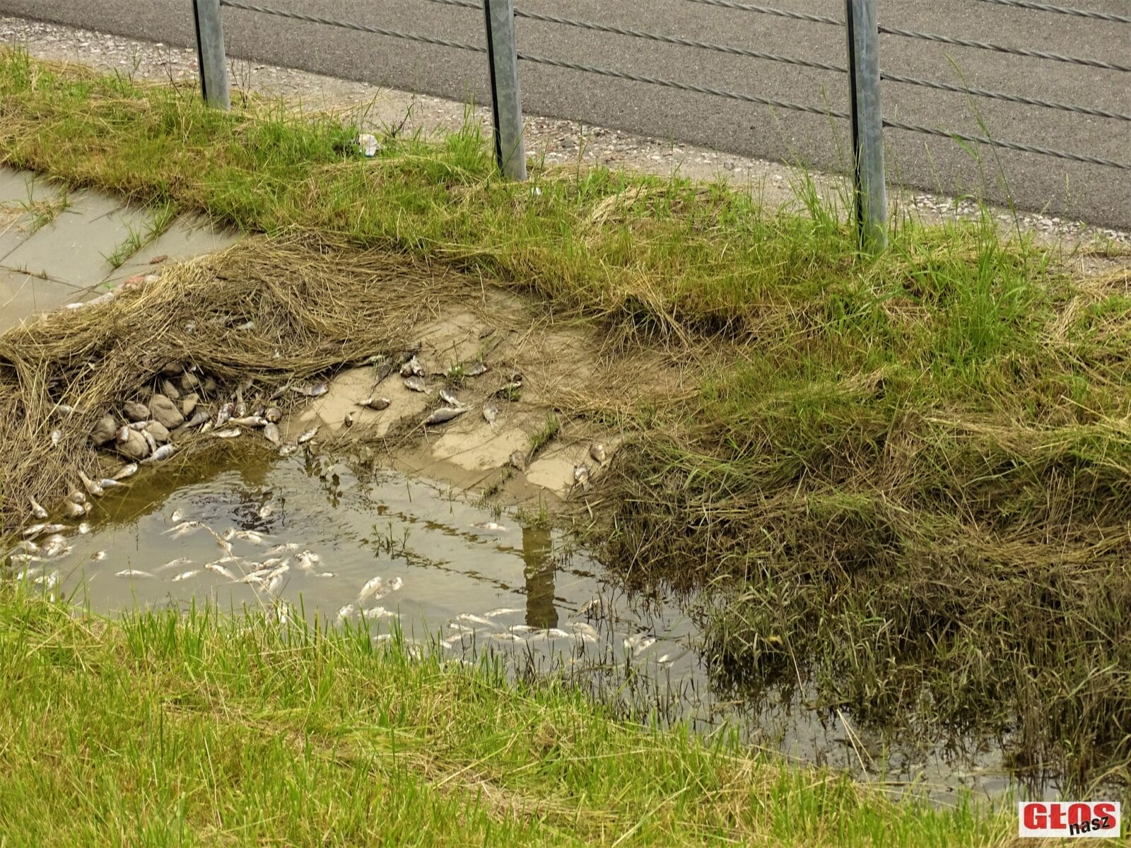 MNÓSTWO ŚNIĘTYCH RYB OBOK KRAJOWEJ 16 W KAJKOWIE. SKĄD TAM SIĘ WZIĘŁY? 4 Dsc00005