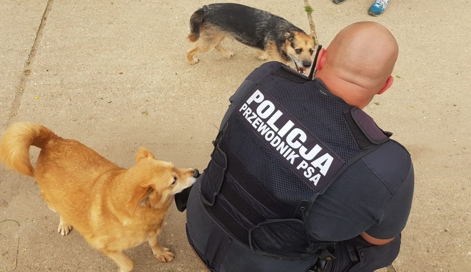 POLICJANCI SPOTKALI SIĘ Z DZIEĆMI Z RYCHNOWA I ODWIEDZILI KĄCIK ADOPCYJNY - PRZYTULISKO W ŁUKCIE 4 100 158260 G