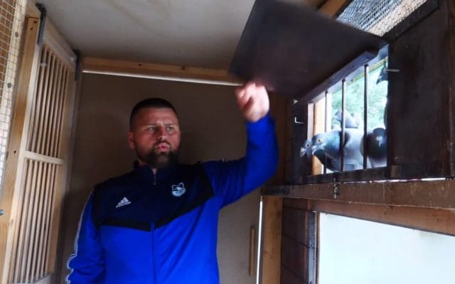 GOŁĘBIA PASJA KOM. MARCINA KOCIOŁKA, POLICJANTA Z KPP OSTRÓDA (VIDEO) 14 goębie