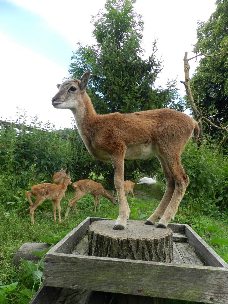 ROŚNIE LICZBA PACJENTÓW W OŚRODKU REHABILITACJI ZWIERZĄT W NAPROMKU 7 Image Gallery 4