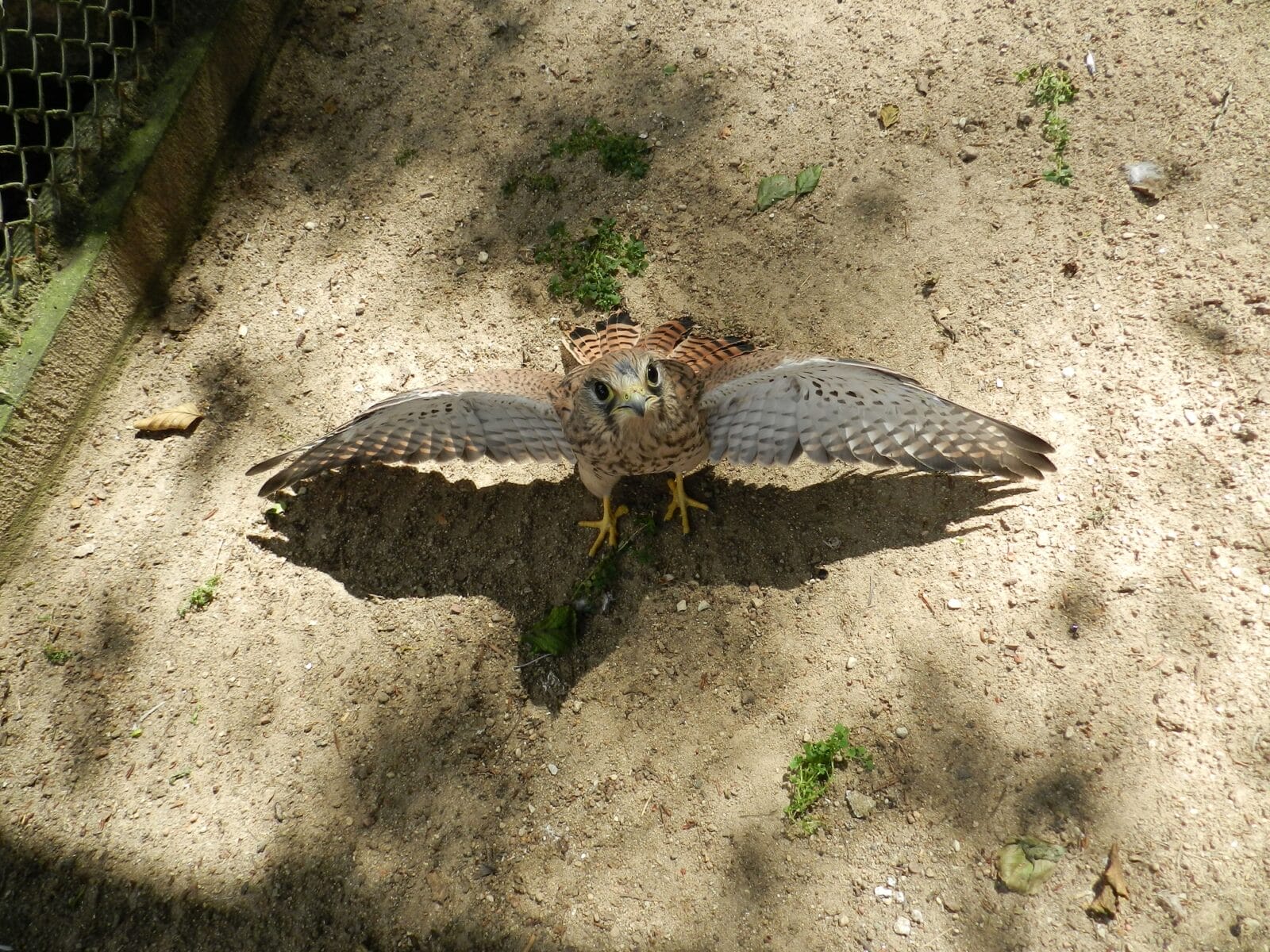 ROŚNIE LICZBA PACJENTÓW W OŚRODKU REHABILITACJI ZWIERZĄT W NAPROMKU 5 Image Gallery 7