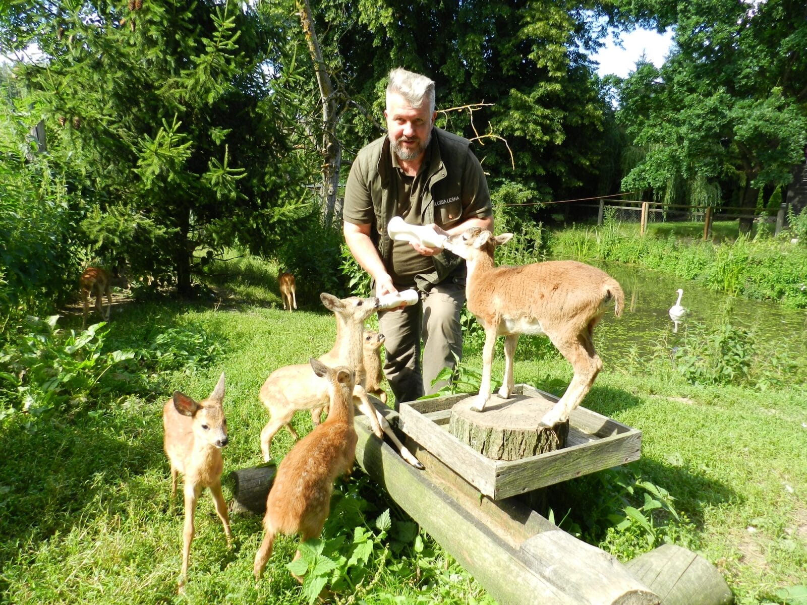 ROŚNIE LICZBA PACJENTÓW W OŚRODKU REHABILITACJI ZWIERZĄT W NAPROMKU 6 Image Gallery 8