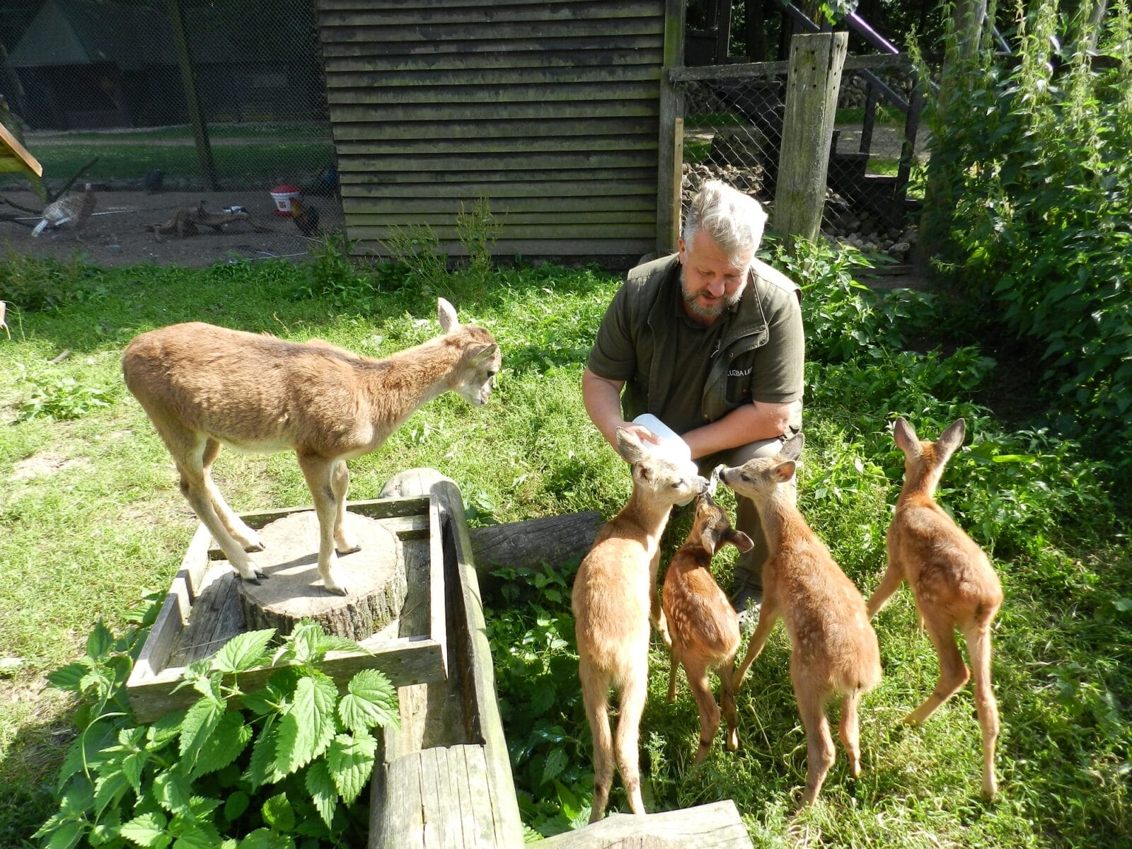 ROŚNIE LICZBA PACJENTÓW W OŚRODKU REHABILITACJI ZWIERZĄT W NAPROMKU 8 Image Gallery 9