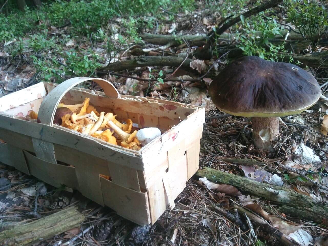 ROZPOCZĄŁ SIĘ SEZON NA GRZYBOBRANIE - ZADBAJMY O SWOJE BEZPIECZEŃSTWO 1 Grzyby