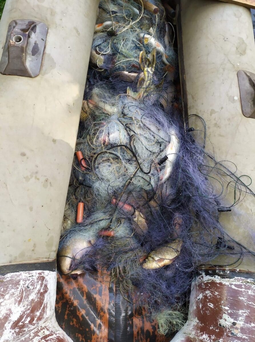 KŁUSOWNIK NIELEGALNIE ZŁOWIŁ 31 KG RYB - SAM TEŻ ZOSTAŁ "ZŁOWIONY" 2 Image Gallery 23