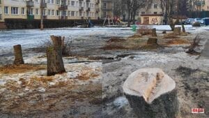WYCIĘTO DRZEWA PRZED PRZEDSZKOLEM PRZY UL KOPERNIKA W OSTRÓDZIE! MA TO ZWIĄZEK Z PLANOWANĄ BUDOWĄ ŻŁOBKA 15 Drzewa Sl