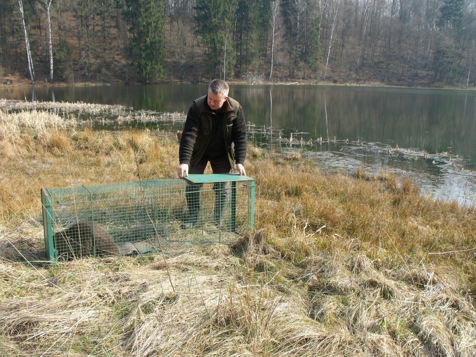 OD WILKA DO LELKA - 84 ZWIERZĘTA TRAFIŁY DO OŚRODKA REHABILITACJI ZWIERZĄT W NAPROMKU 4 Image Gallery 28