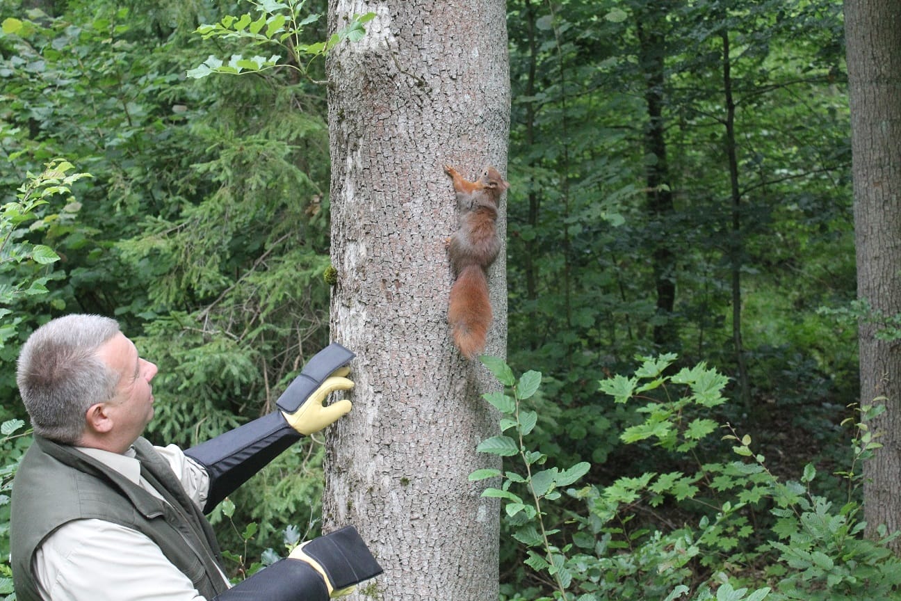 OD WILKA DO LELKA - 84 ZWIERZĘTA TRAFIŁY DO OŚRODKA REHABILITACJI ZWIERZĄT W NAPROMKU 2 Image Gallery 30
