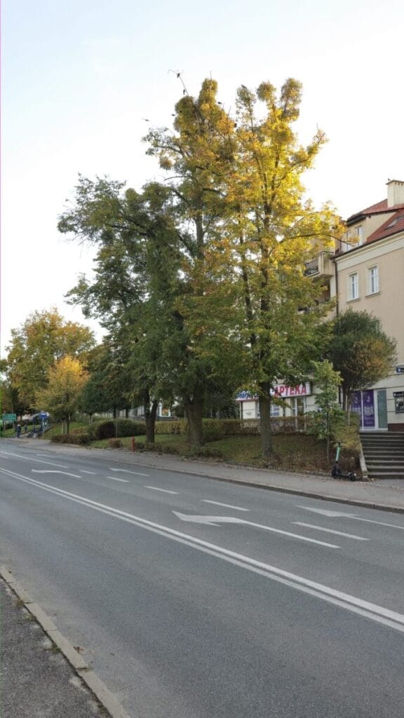 EKO TEMAT. Ile Ostróda powinna wydawać na pielęgnację zieleni? 3 Zdjecie Drzewo Jemiola Ostroda