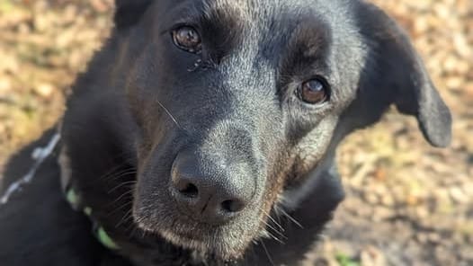 "Czarna kula miłości czeka na dom". Znany komik zachęca do adopcji z ostródzkiego schroniska 1 Iwi