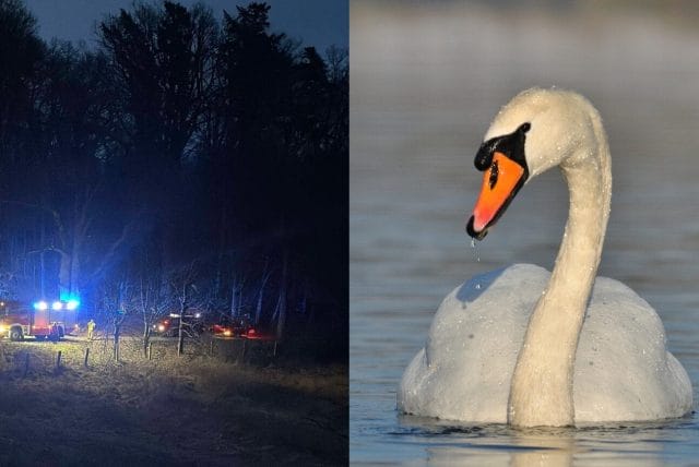 Łabędzie uwięzione w sieci kłusowników