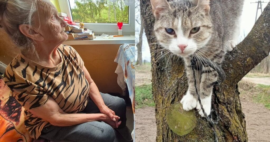Prokurator sprawdza, czy 78-letnia Pani Janina z Marynowa znęcała się nad kotem.