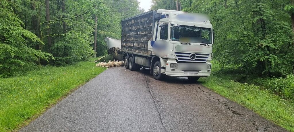 Mijanka ciężarówki z busem na drodze wojewódzkiej 530 Tabórz - Szeląg. Indyki biegają po drodze