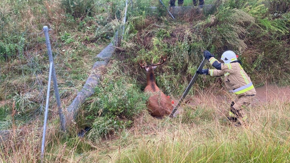 Nietypowe interwencje strażaków. Ocalili bociana i jelonka! 15 Nietypowe interwencje strażaków. Dzikie zwierzęta wymagały pomocy ratowników