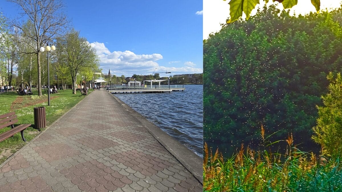 Plaga komarów w Ostródzie! Czy miasto powinno interweniować? 13 Plaga komarów w Ostródzie! Czy miasto powinno interweniować?