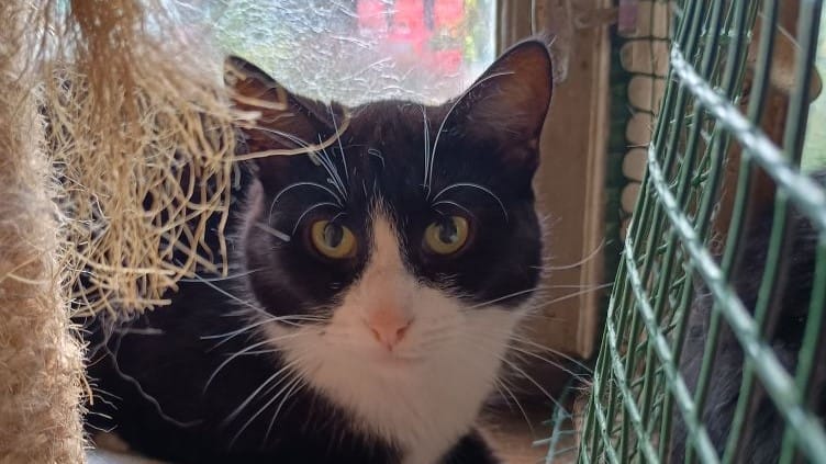 Kociarnia W Ostródzie Kończy Działalność. Koty Szukają Domu!