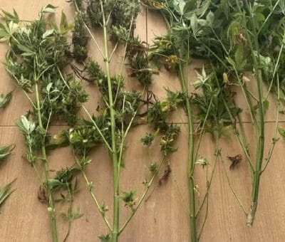 Domowa plantacja marihuany zamknięta! Policjanci z Iławy na gościnnej akcji