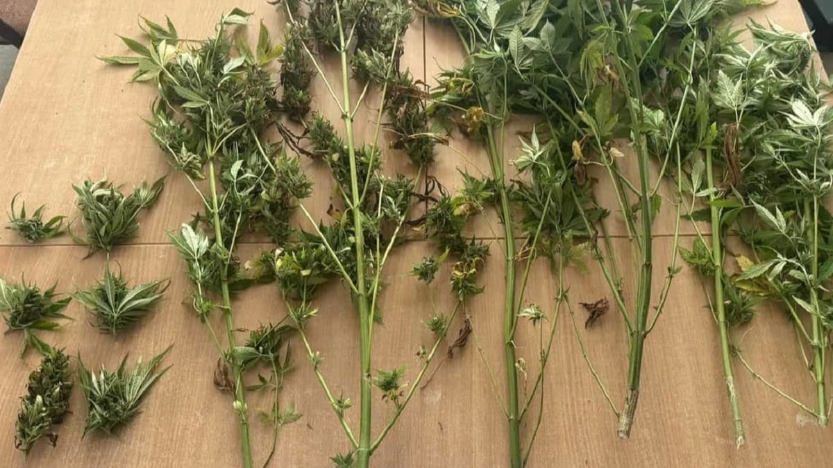 Domowa Plantacja Marihuany Zamknięta! Policjanci Z Iławy Na Gościnnej Akcji