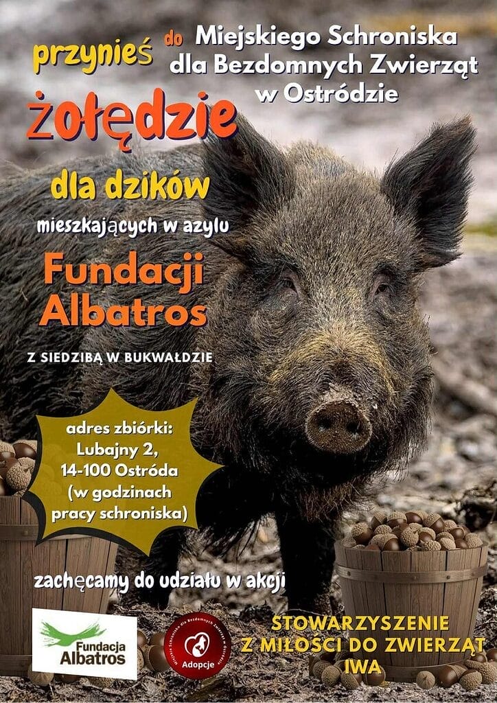 Nakarm dzika z Bukwałdu. Trwa zbiórka żołędzi! 3 Nakarm Dzika Z Bukwałdu. Trwa Zbiórka Żołędzi Dla Dzików!