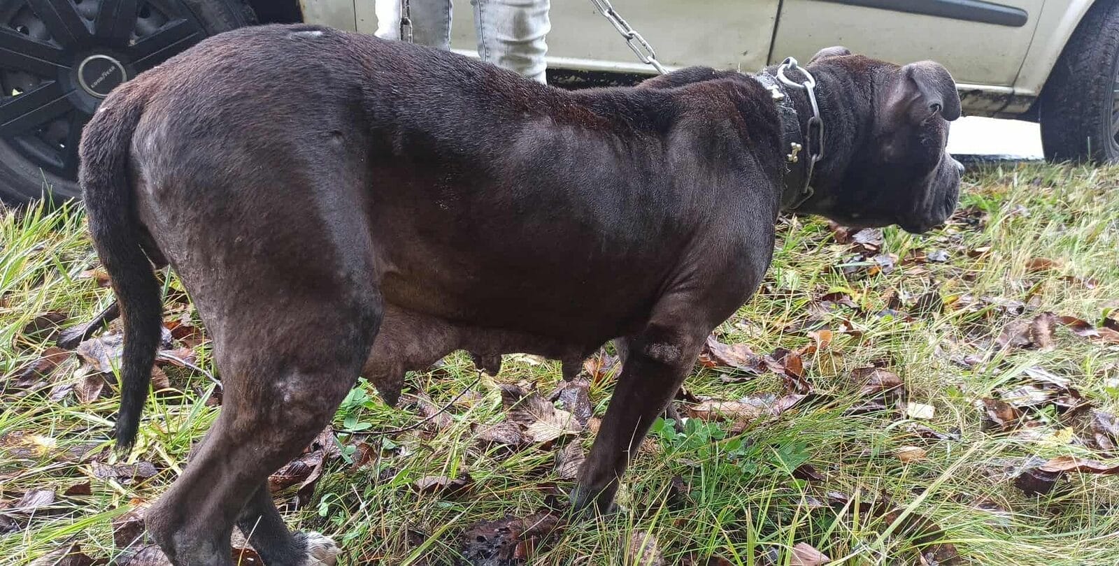 Pomóżcie Odszukać &Quot;Właściciela&Quot; Psa! Makabryczne Odkrycie W Lesie