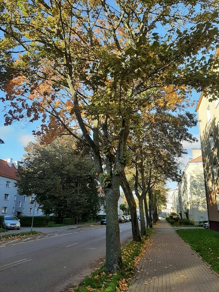 W Ostródzie Posadzą Nowe Drzewa. To Rekompensata Za Wycinki