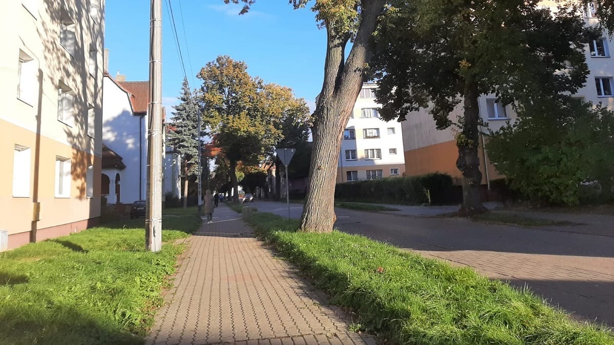 W Ostródzie Posadzą Nowe Drzewa. To Rekompensata Za Wycinki.