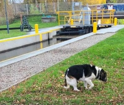 Pies wpadł do Kanału Elbląskiego w Miłomłynie